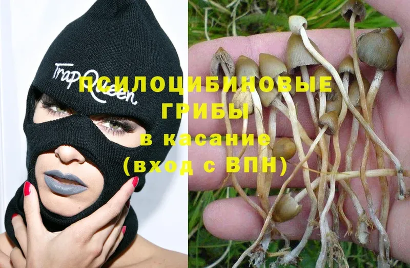 Галлюциногенные грибы Psilocybe  Гудермес 